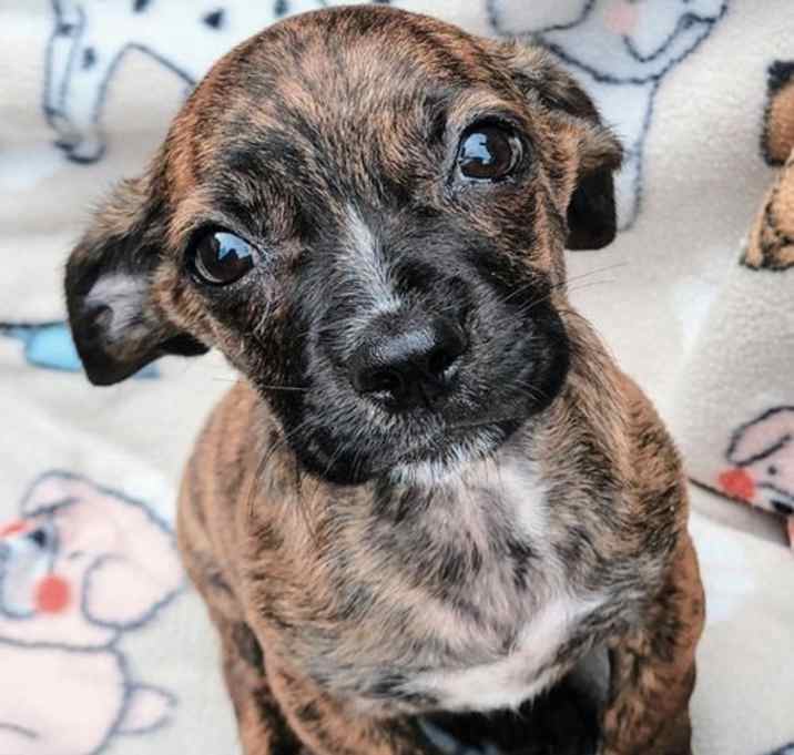 Photo of PUPPY LIL BIT
