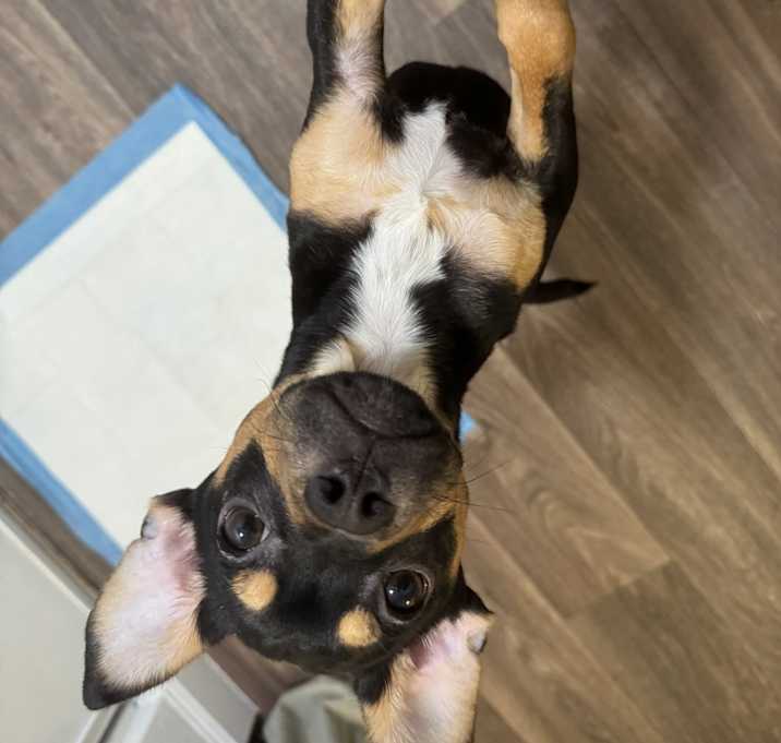 Photo of Rocket