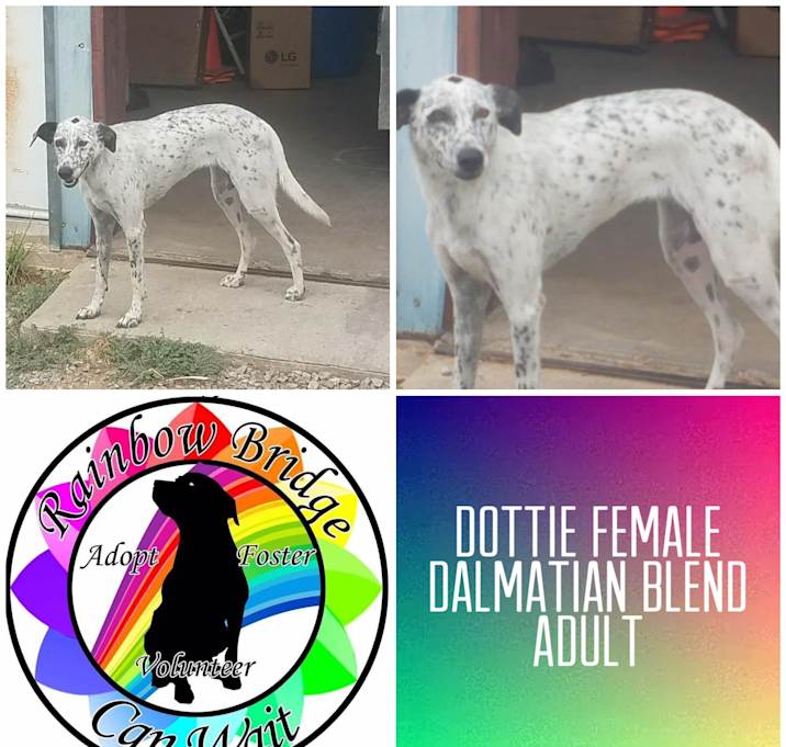 Photo of Dottie