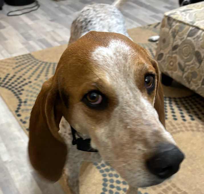 Photo of Luci