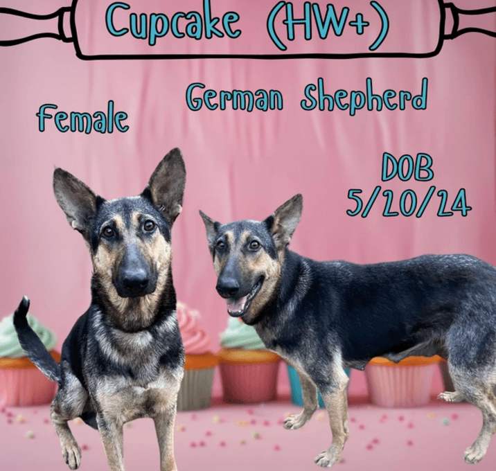 Photo of Cupcake
