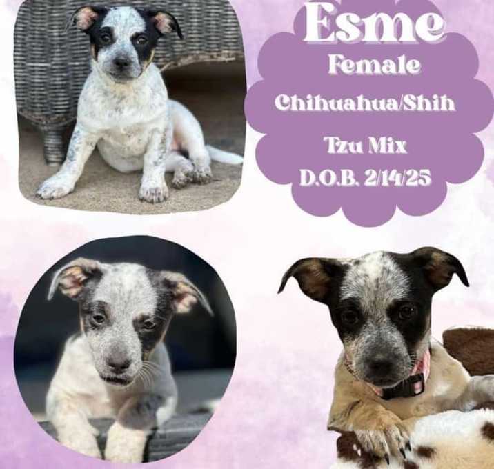 Photo of Esme