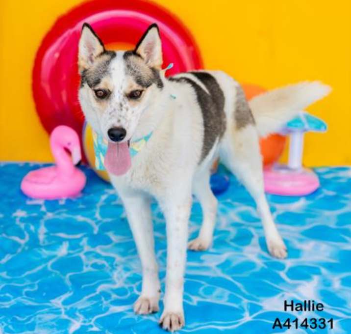 Photo of HALLIE