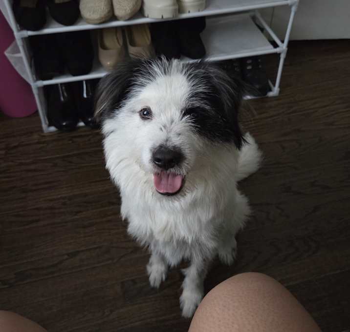 Photo of Apollo