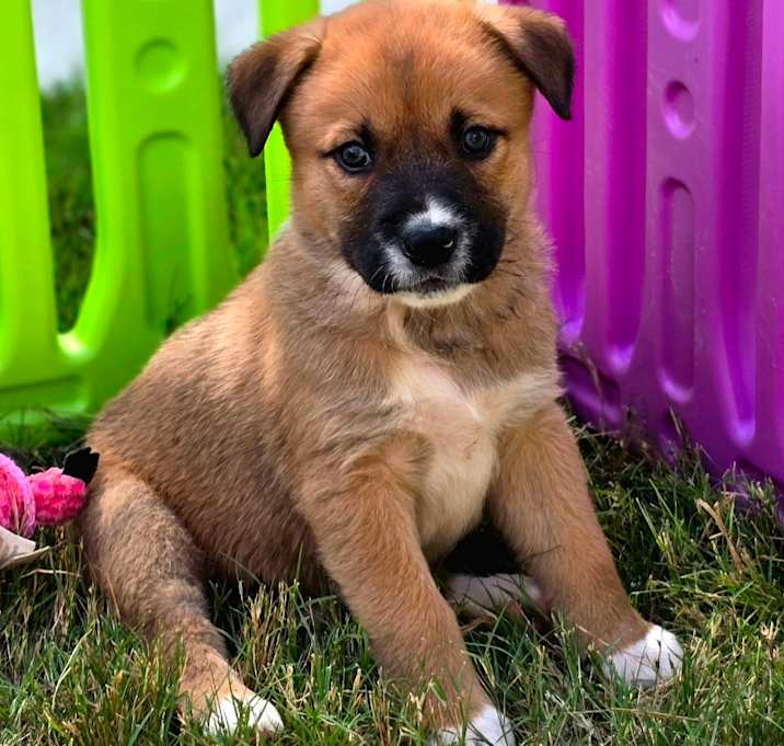 Photo of Scooby