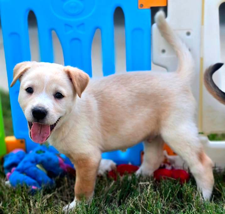 Photo of Shaggy