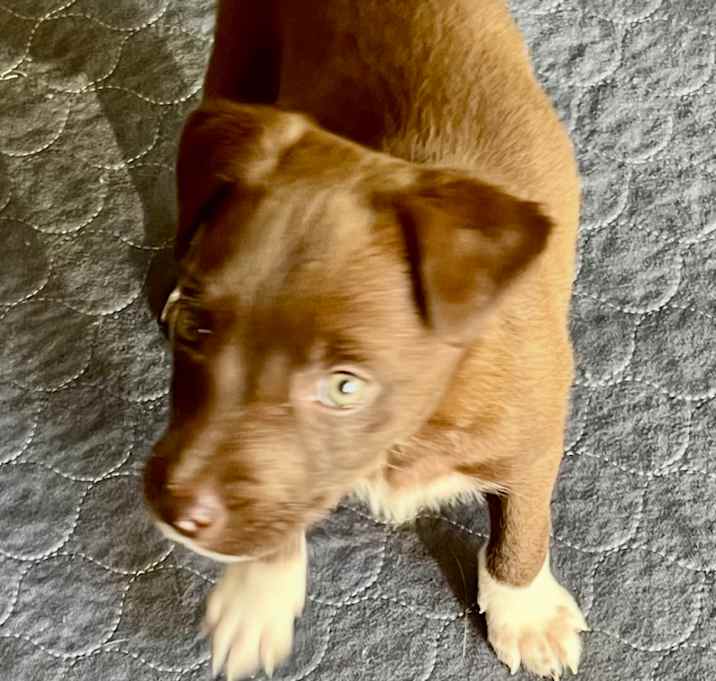 Photo of Kona