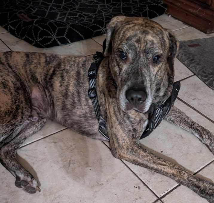 Photo of Bentley