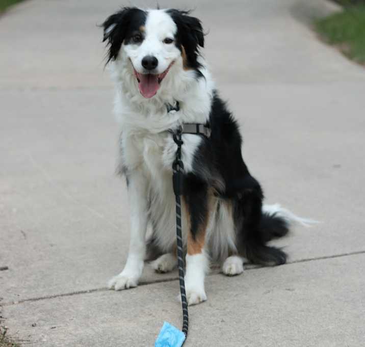 Photo of Hank
