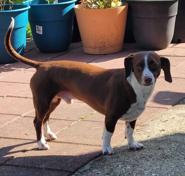 Photo of Gizmo
