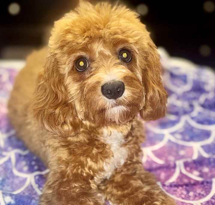 Photo of Nala