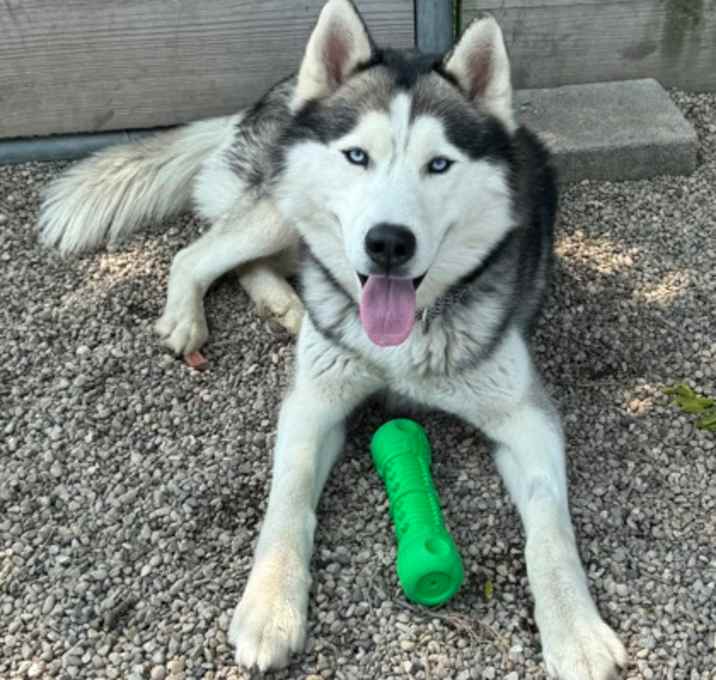 Photo of Koda