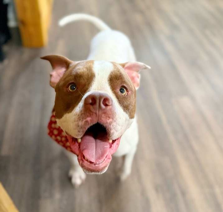 Photo of Lucy Chase Family Dog