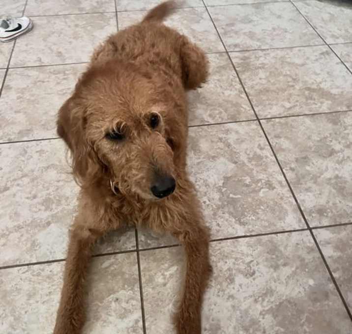 Photo of Rusty 1381
