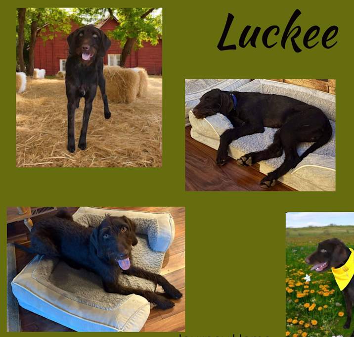 Photo of Luckee