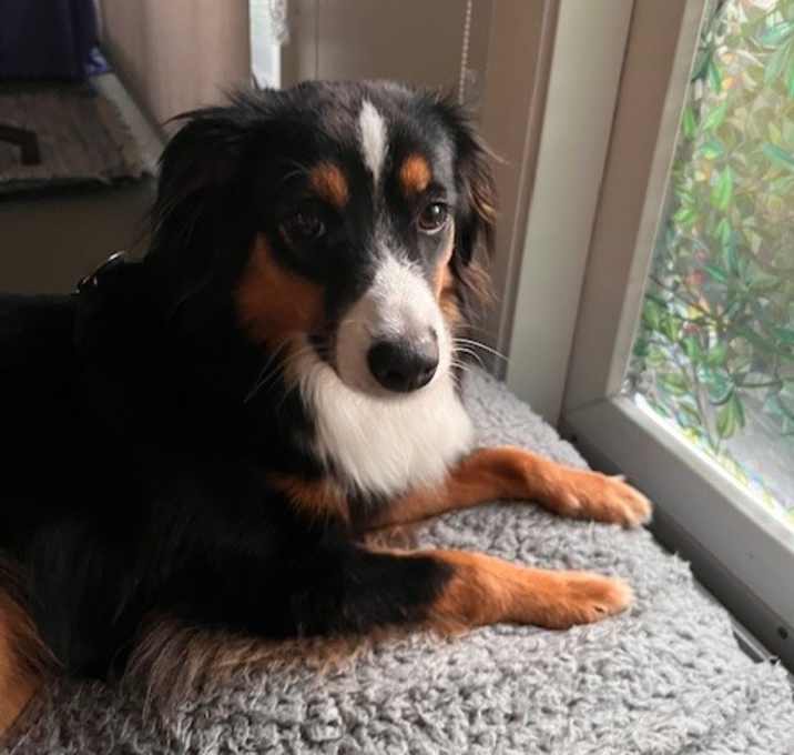 Photo of Macaroon