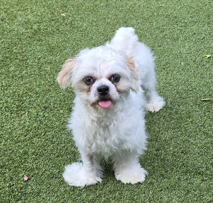 Photo of Tequila