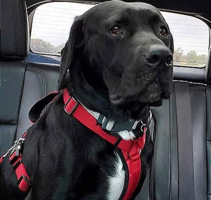 Photo of Moose