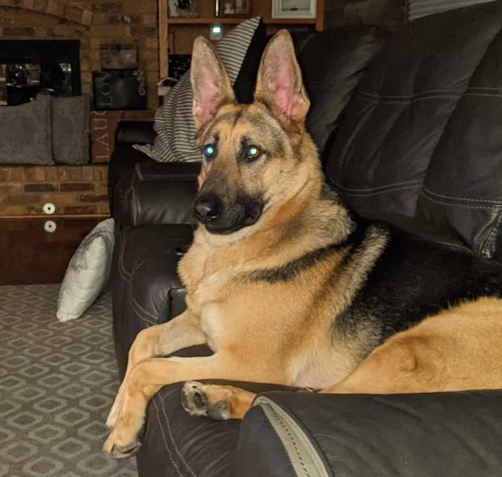 Photo of Harley