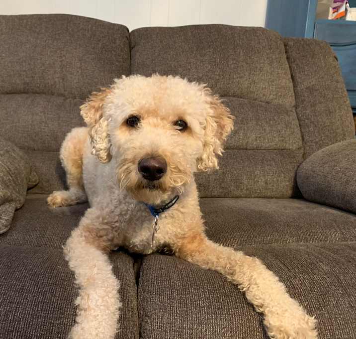 Photo of Milo