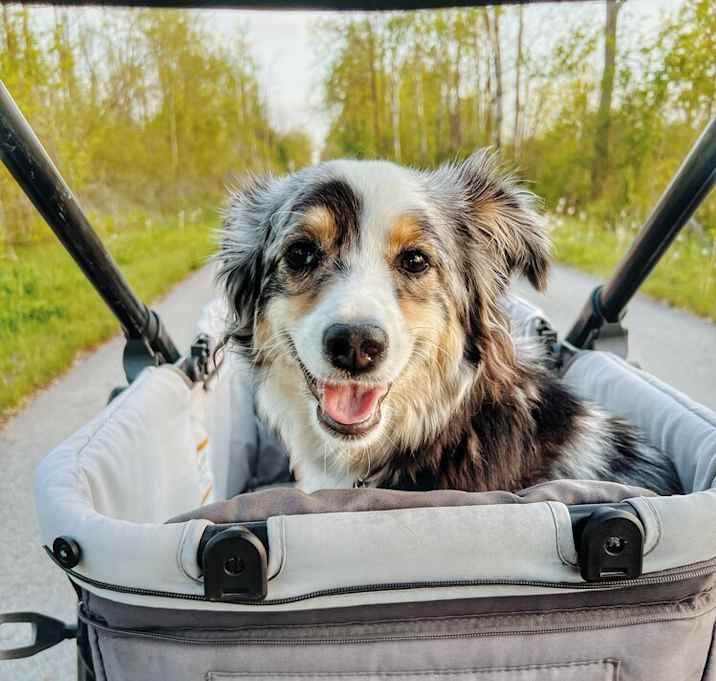 Photo of Callie - Adopted