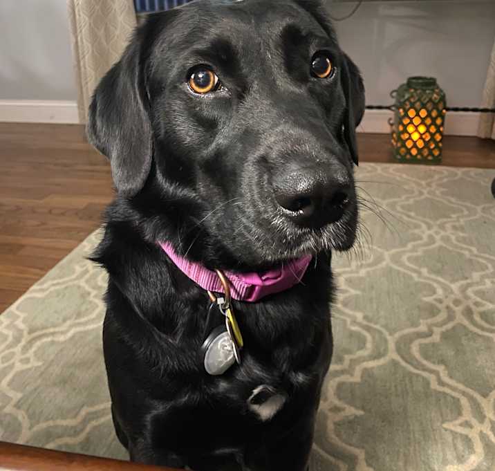 Photo of Kiwi