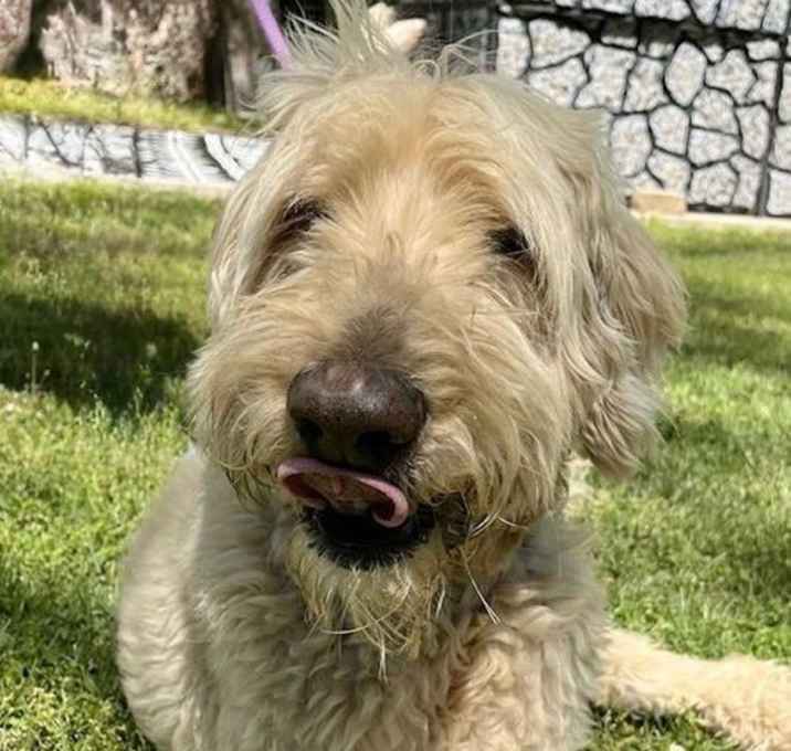 Photo of Walter Boy