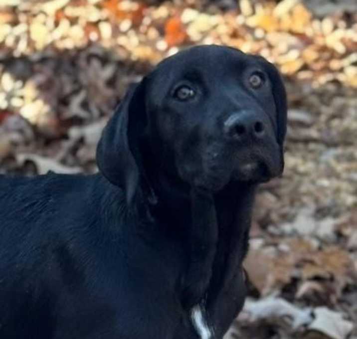 Photo of Comet