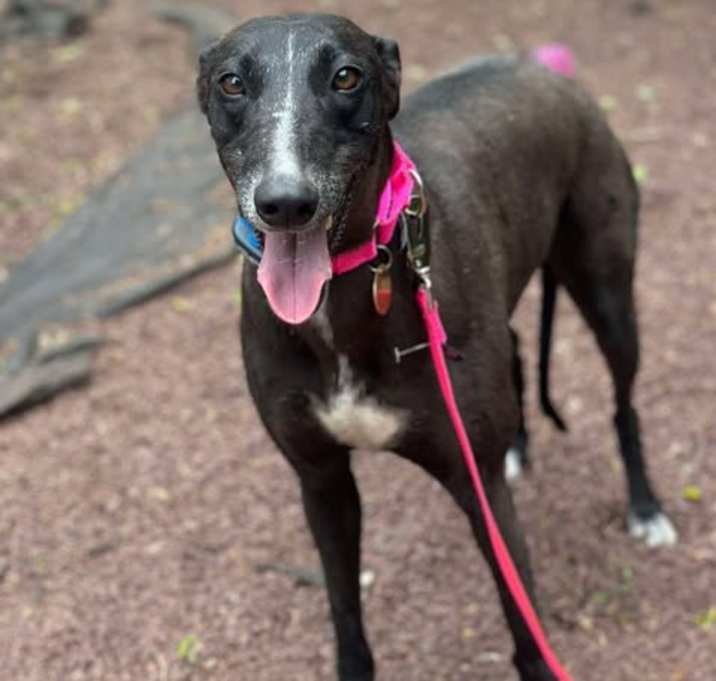 Photo of Holly