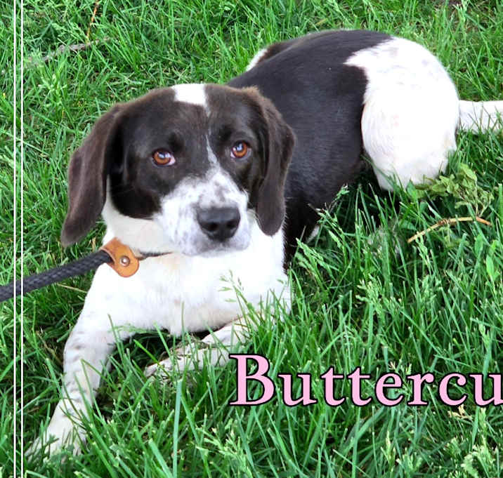 Photo of Buttercup