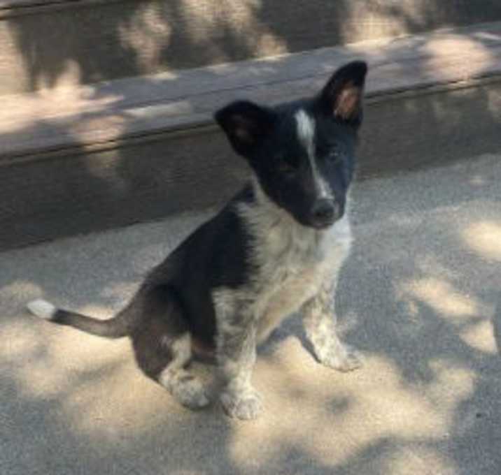Photo of Little Neddy Nederlander