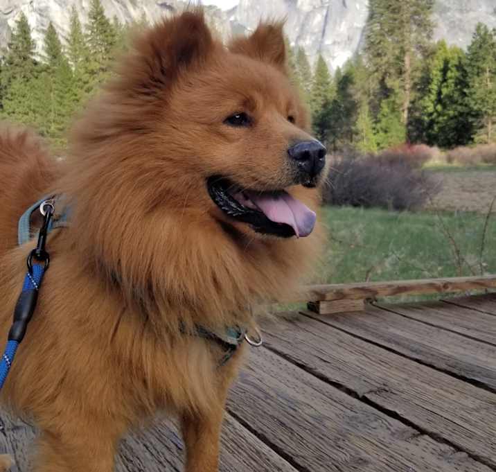 Photo of Teddy