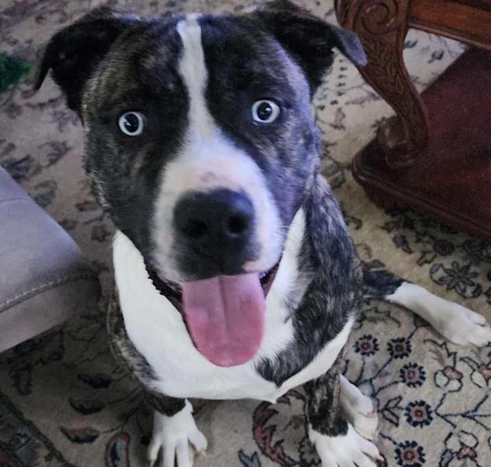 Photo of Archie