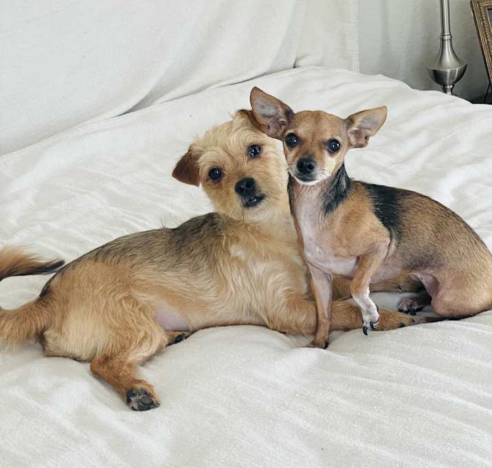 Photo of Darling tiny Dasie