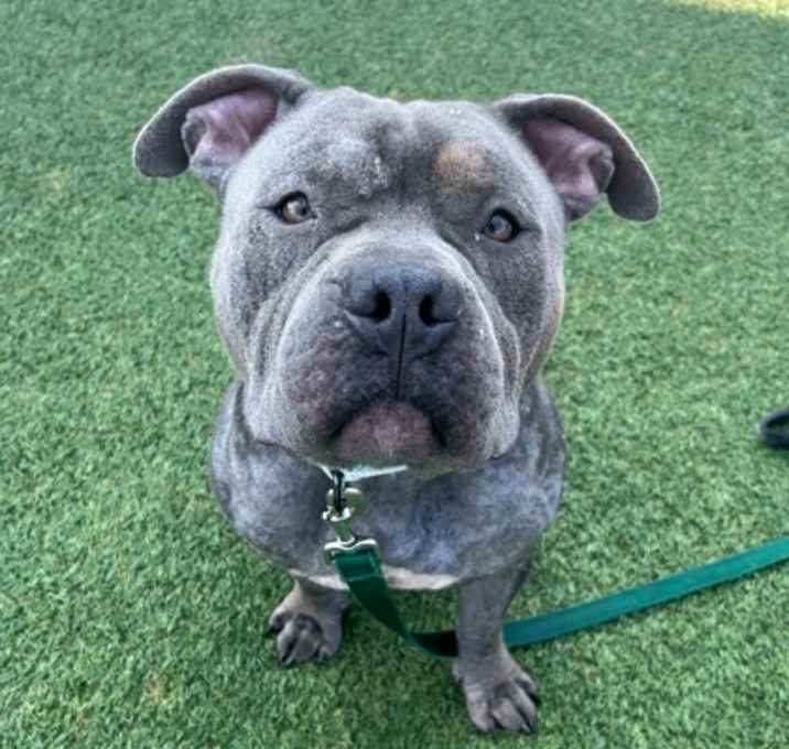 Photo of Scar