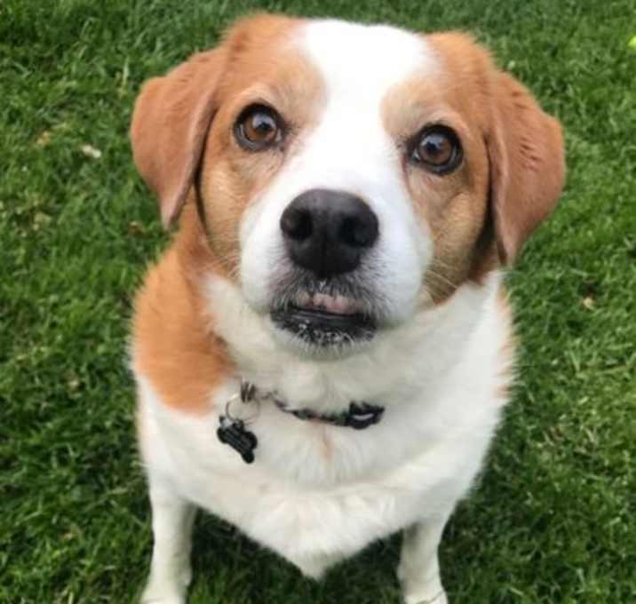 Photo of Sophie (bonded w/Scout)