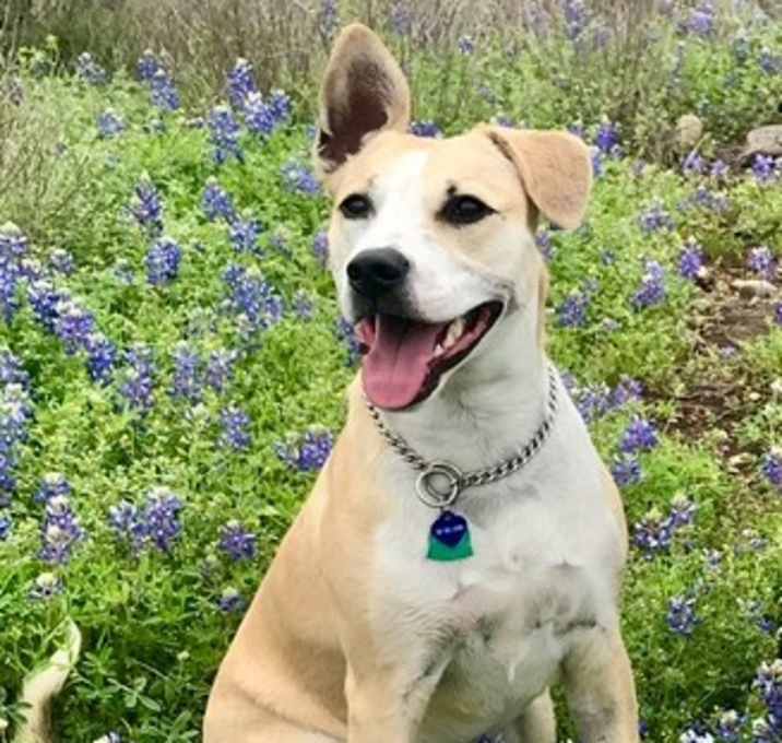 Photo of Daisy