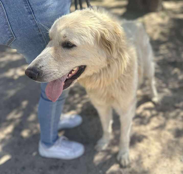 Photo of ROSIE