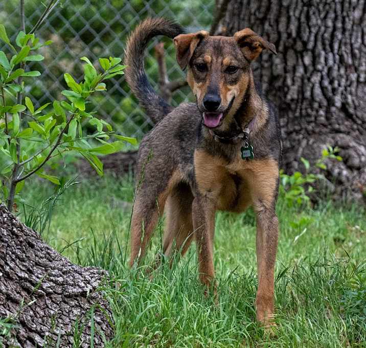 Photo of Wile E. Coyote