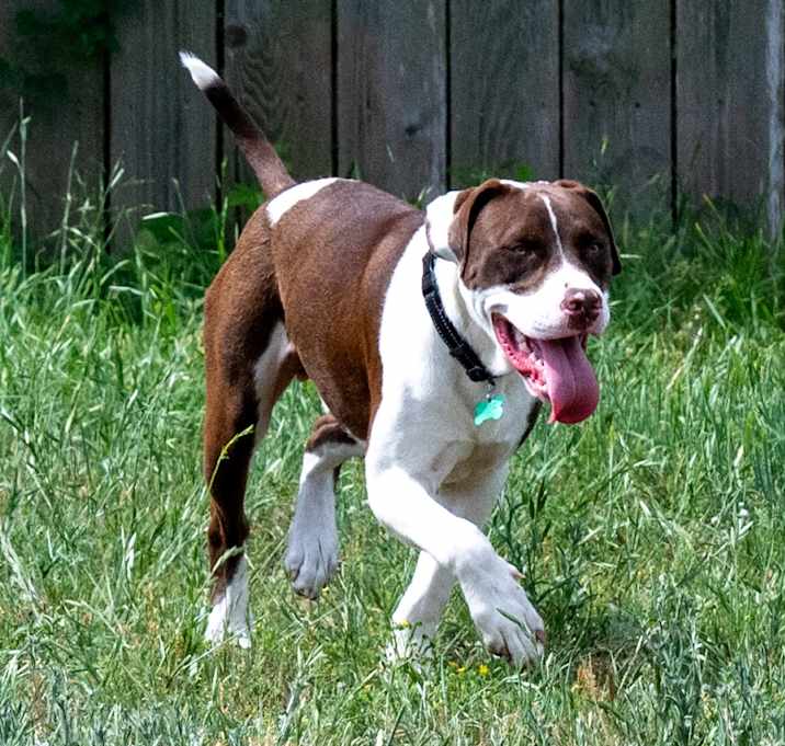 Photo of Baloo