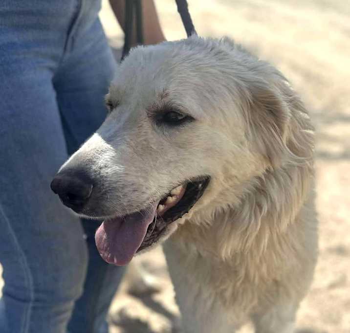 Photo of ROSIE