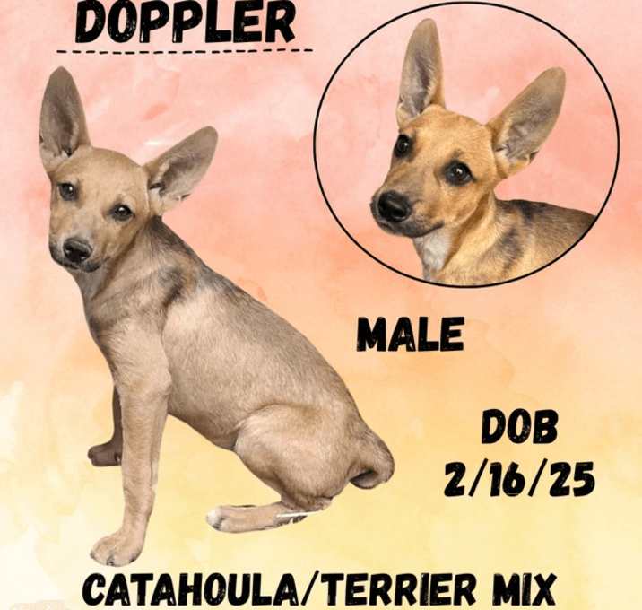 Photo of Doppler