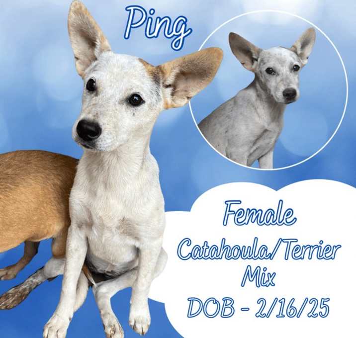 Photo of Ping