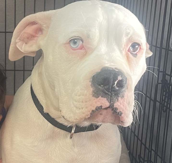 Photo of Blue