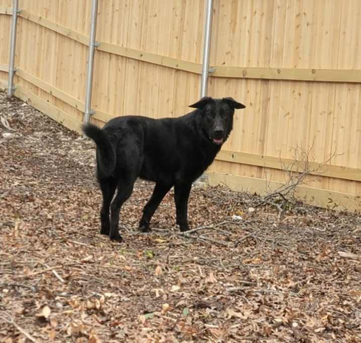 Photo of Lupi