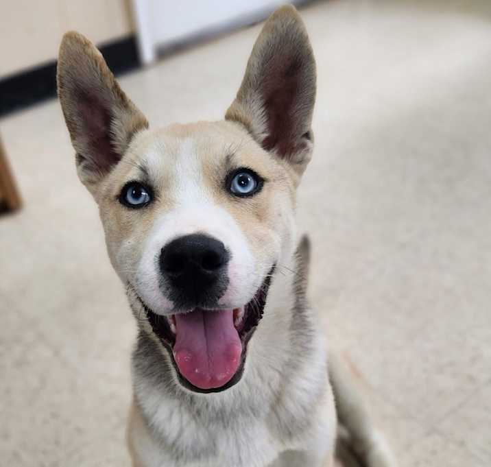 Photo of Bluey 2.0