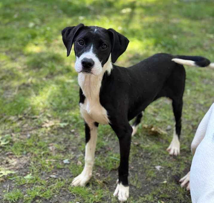 Photo of Cola