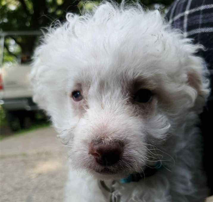 Photo of Bitzer
