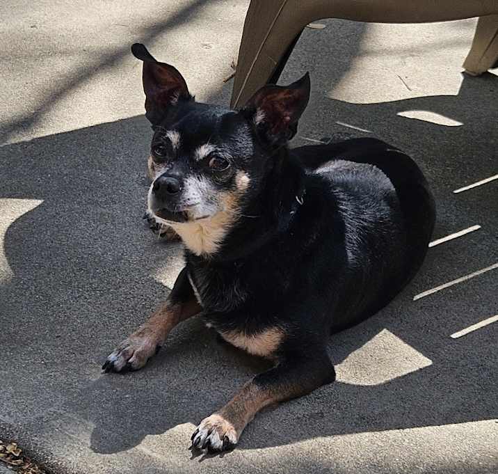 Photo of Sparky