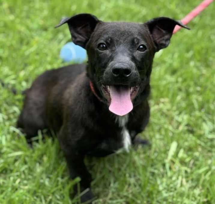 Photo of Olive